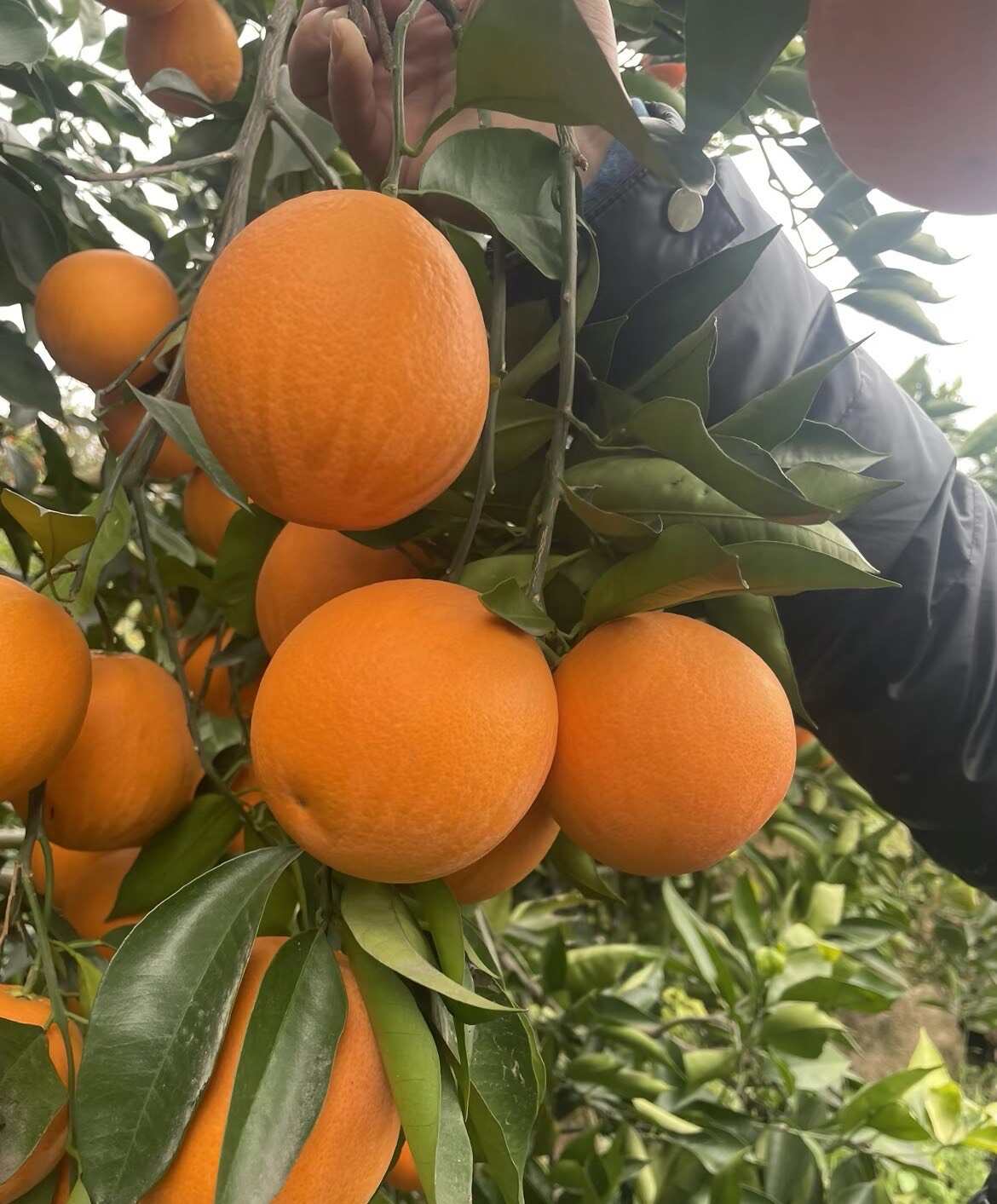奉节脐橙精选商品果