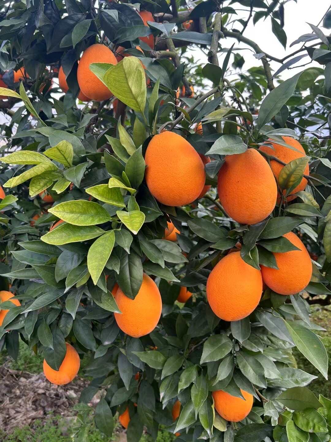 奉节脐橙精选商品果