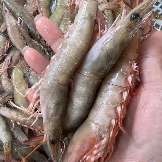 新鲜冷冻大沙鲁虾鲜活速冻沙鲈虾酒店餐厅供应大量批发