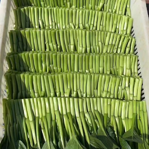 中牟县广东菜心