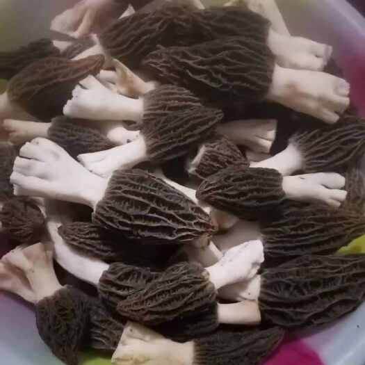 大竹县2024头茬羊肚菌