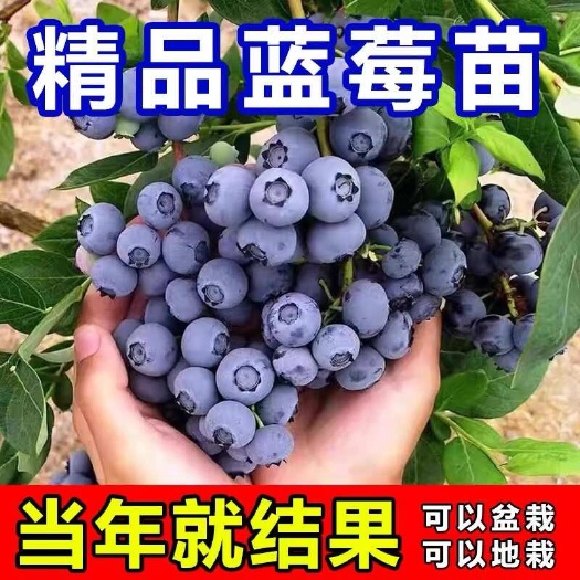 灵山县兔眼蓝莓树苗带原杯发货南方北方都可以盆栽地栽种植的带花苞发货