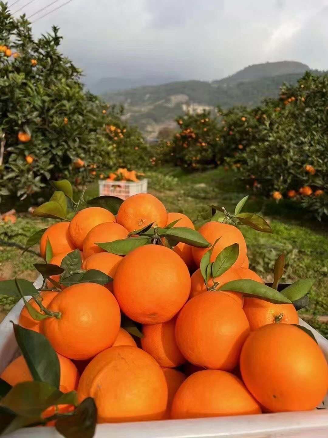 奉节脐橙精选商品果