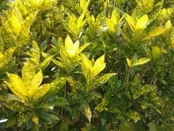 邹平市洒金珊瑚