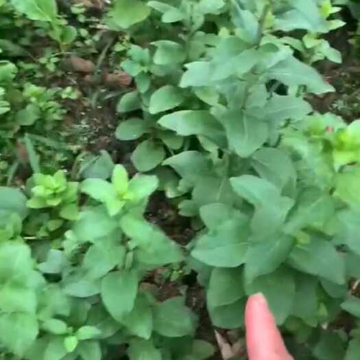 博罗县枸杞叶