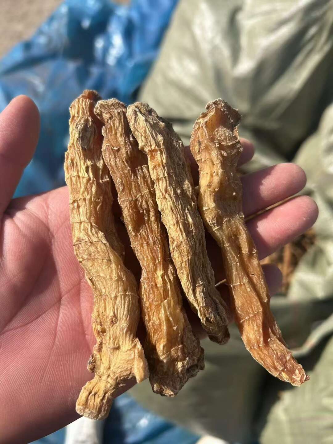 黄精