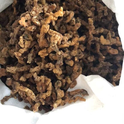 永丰县黄精