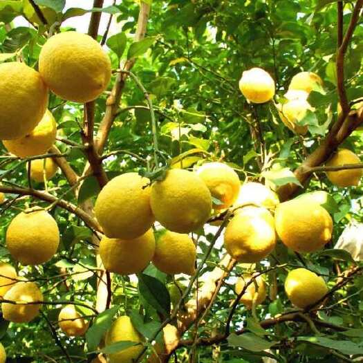 安岳县四川安岳新鲜黄柠檬，产地直发，长期供应