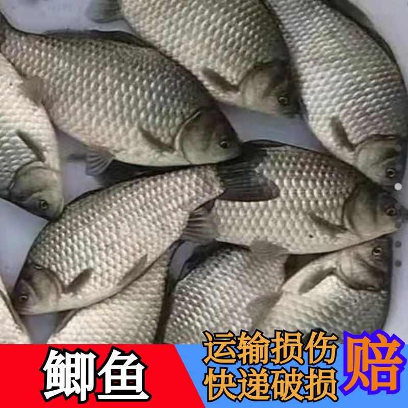 优质鲫鱼苗中科5号鲫鱼苗中科三号鲫鱼苗银鲫鱼苗东北鲫鱼苗现货