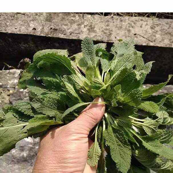 方城县干蛤蟆草，鲜蛤蟆草，去土去根发货，产地直发一手货源