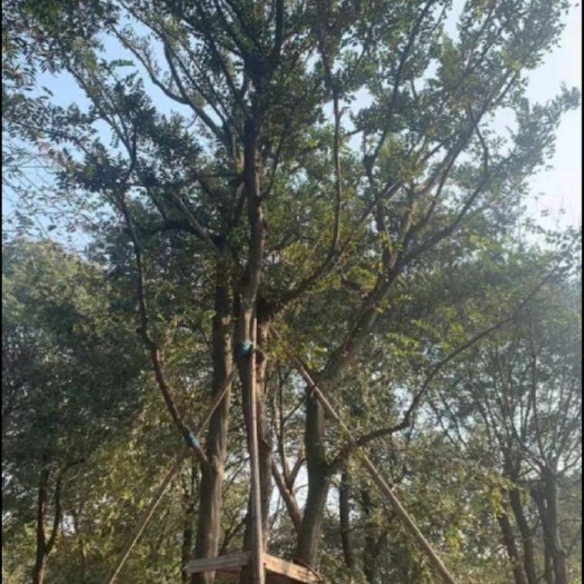 小叶朴树
