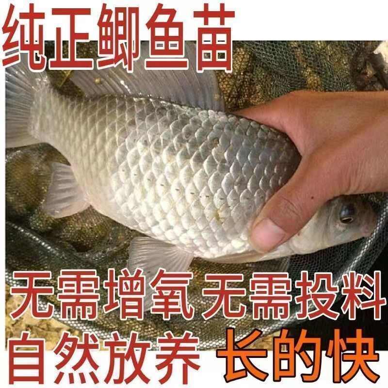 优质鲫鱼苗中科5号鲫鱼苗中科三号鲫鱼苗银鲫鱼苗东北鲫鱼苗现货