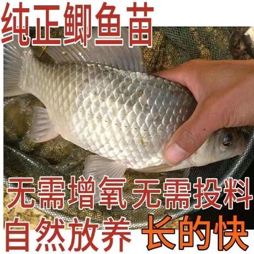 广州优质鲫鱼苗中科5号鲫鱼苗中科三号鲫鱼苗银鲫鱼苗东北鲫鱼苗现货