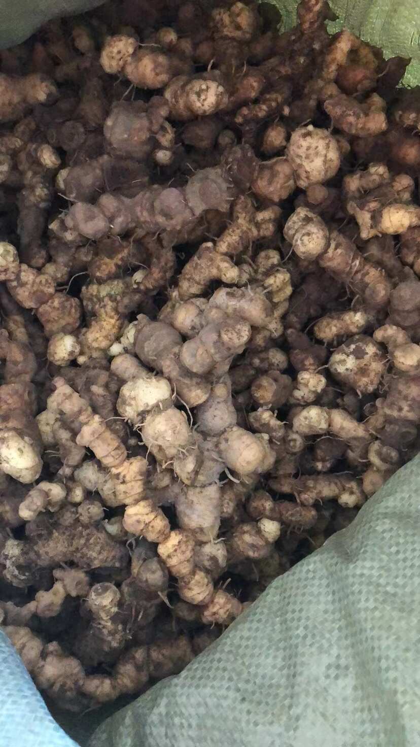 黄精