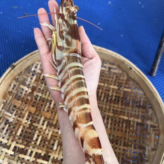 海捕新鲜活冷冻九节虾海捕斑节虾酒店、餐厅社区团购供应