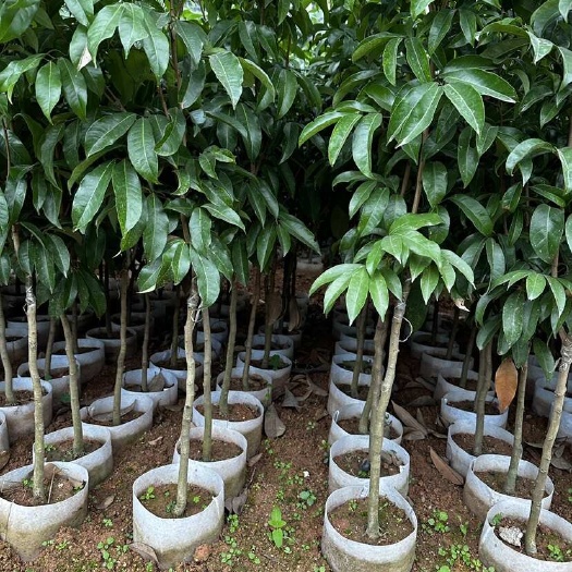 灵山县无核荔枝苗  妃子笑荔枝苗 仙进奉荔枝苗 冰荔