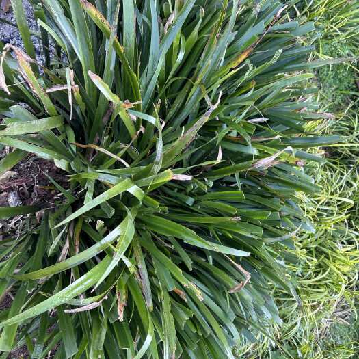 宜昌宽叶红芯石菖蒲苗、耐旱根条粗石菖蒲苗