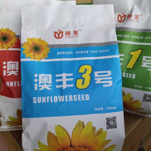 夏邑县澳丰3号食葵种子，363食葵，