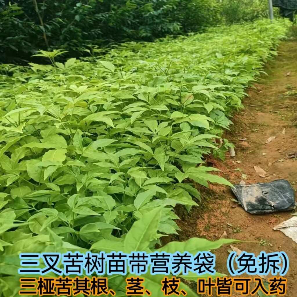 正品苦木树苗三丫苦鸡骨树药材种树批发全身是宝