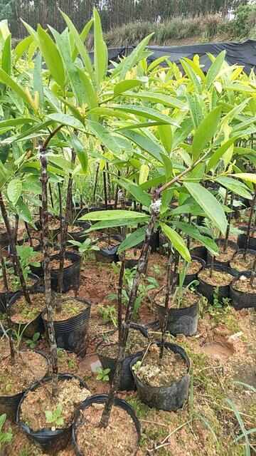 灵山县岭南黄金山竹树嫁接黄金山竹果树苗，黄皮白肉一手精品货源