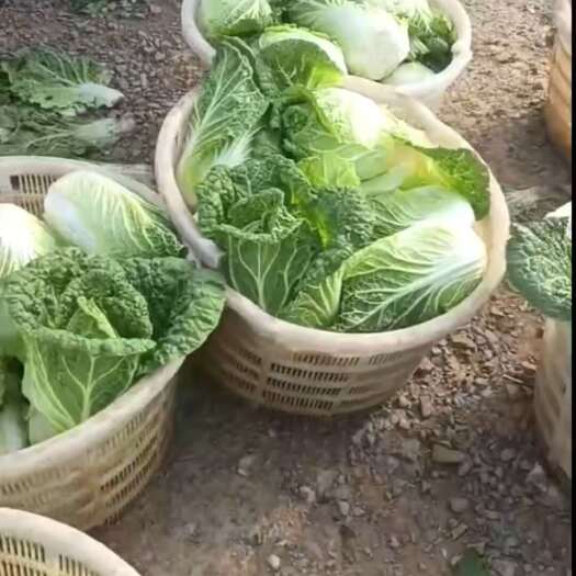 嵩明县娃娃菜