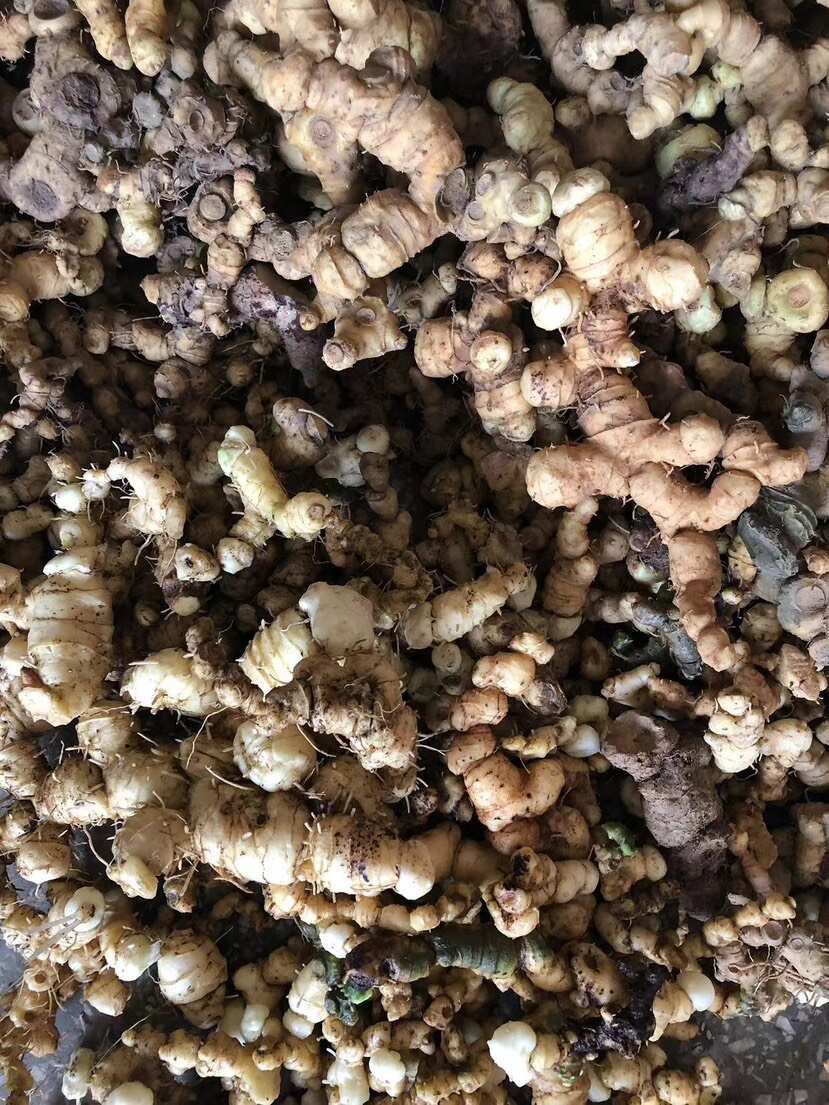 黄精
