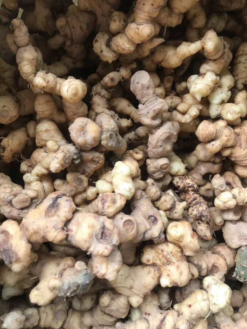 黄精