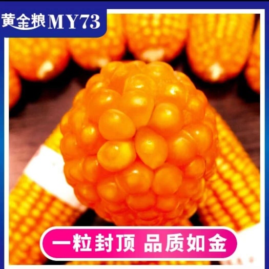 黄金粮my73:矮杆耐密,抗病扛倒玉米种子,量大联系客服