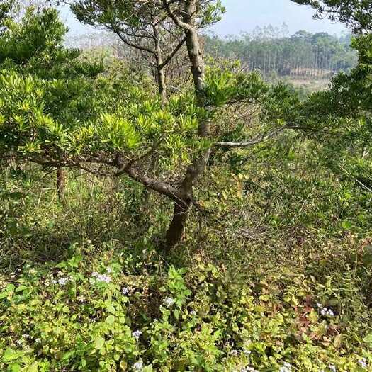灵山县十年毛坯罗汉松求老板打包