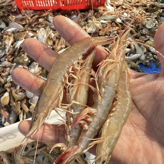 海捕剑虾鲜活冷冻虾深海虾、酒店、餐厅大排档供应批发