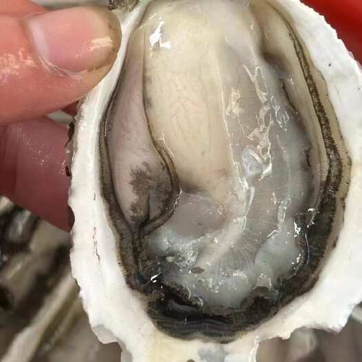 饶平县原产地生蚝批发，烧烤摊一元一个生蚝
