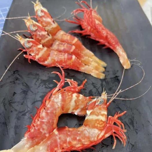 海捕鸡冠虾新鲜活冷冻刺身级海虾日料店、酒店、餐厅供应