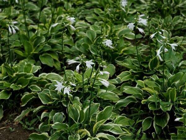 巨野县玉簪花