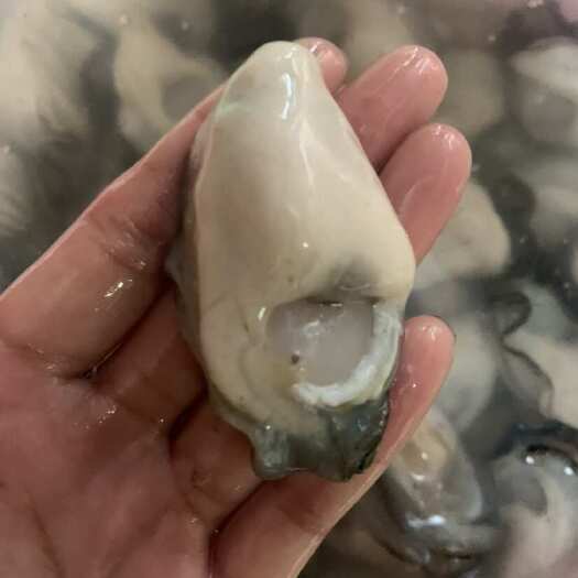 饶平县潮汕生蚝肉批发零售