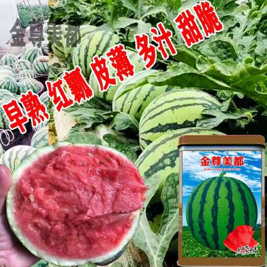 宿迁科望金尊美都西瓜种子杂交早熟多汁美都西瓜种子果重16斤左右