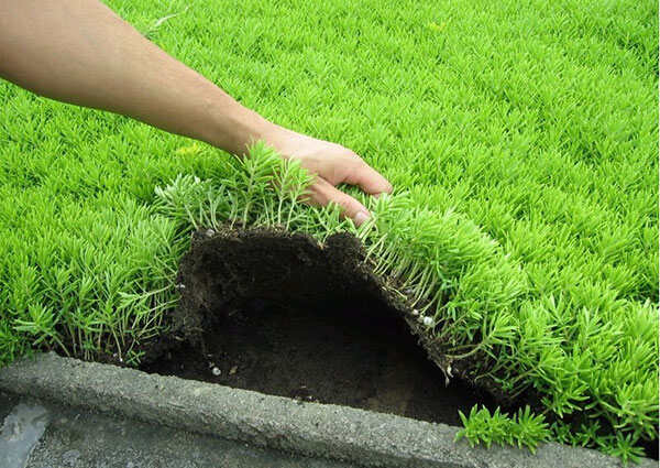 长沙佛甲草