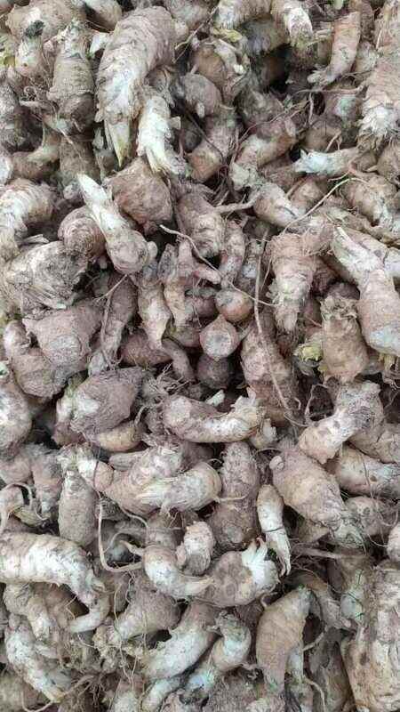 亳州大量供应，改良玄参芽子