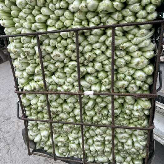 成都新鲜小白菜。上海青。大棚直供