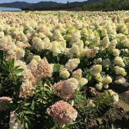 铁岭木绣球，绣球花