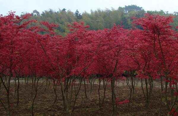 临沂中国红枫