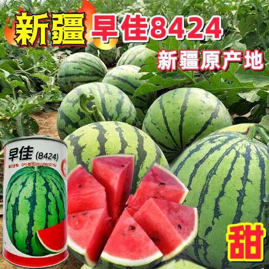 沭阳县新疆早佳8424西瓜种子早熟高品质早佳8424有籽西瓜种子