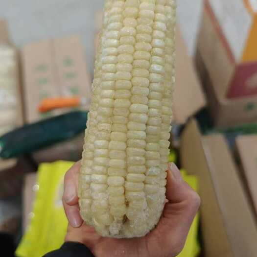 苏州东北甜糯玉米