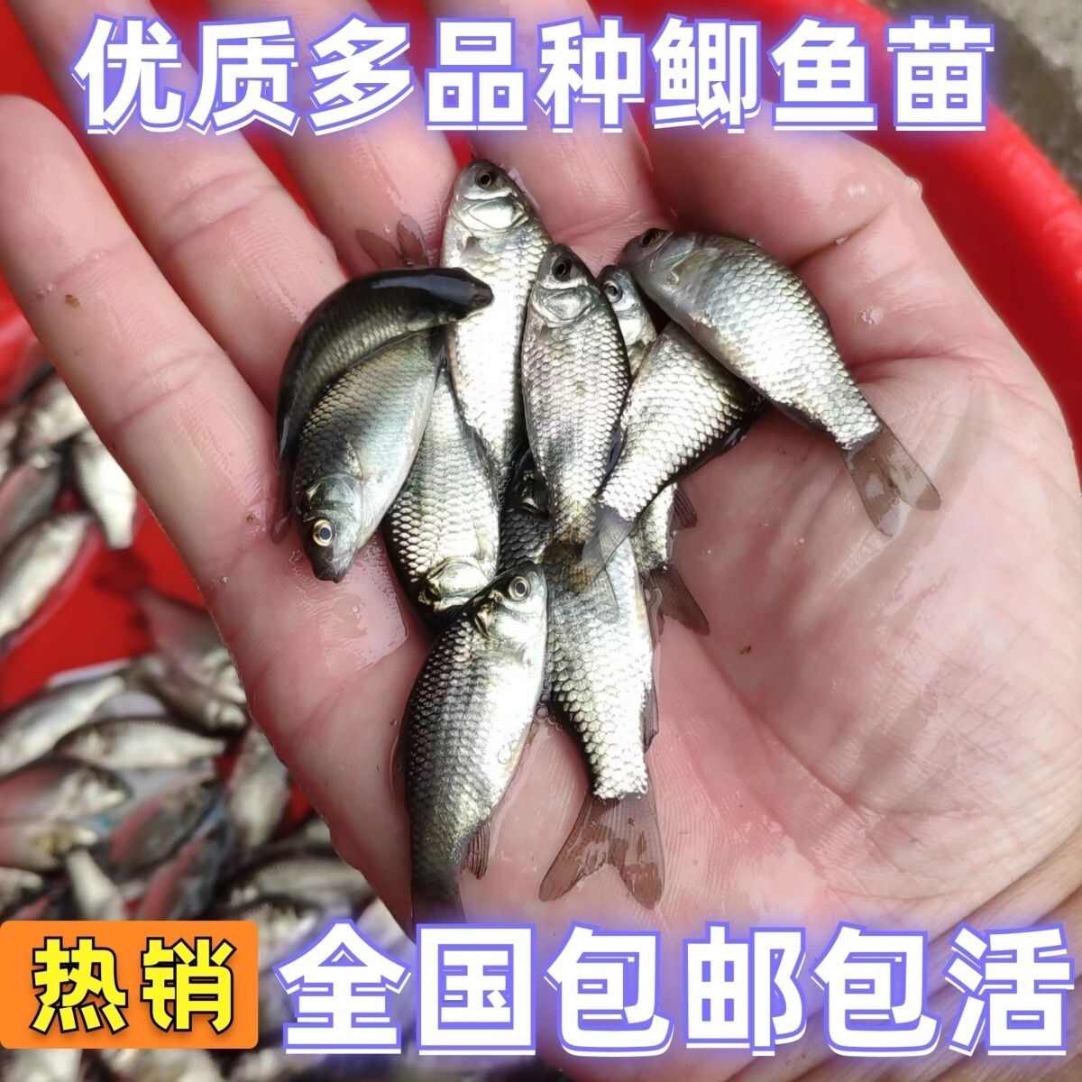 优质鲫鱼苗中科5号鲫鱼苗中科三号鲫鱼苗银鲫鱼苗东北鲫鱼苗现货