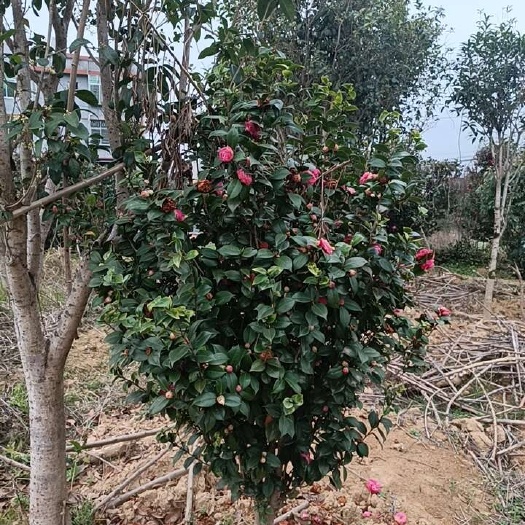 永春县茶花树