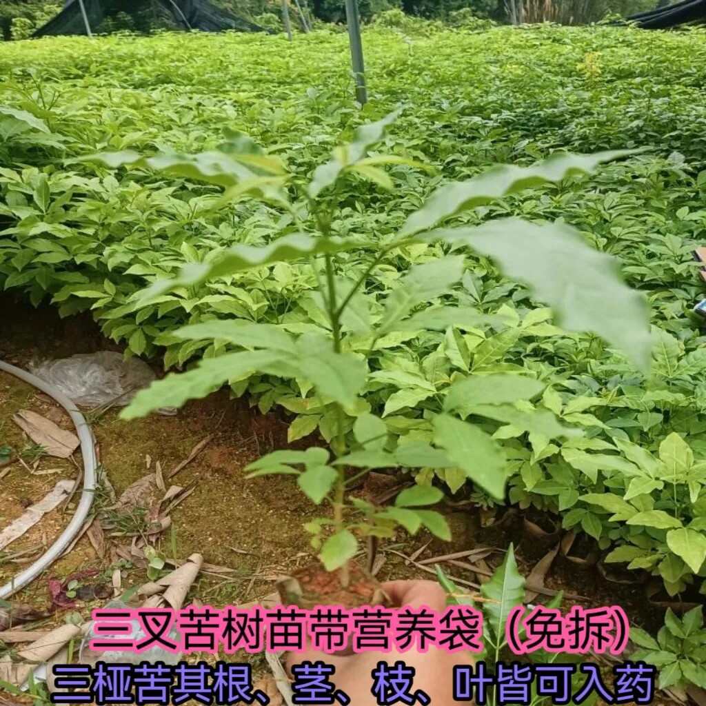 正品苦木树苗三丫苦鸡骨树药材种树批发全身是宝