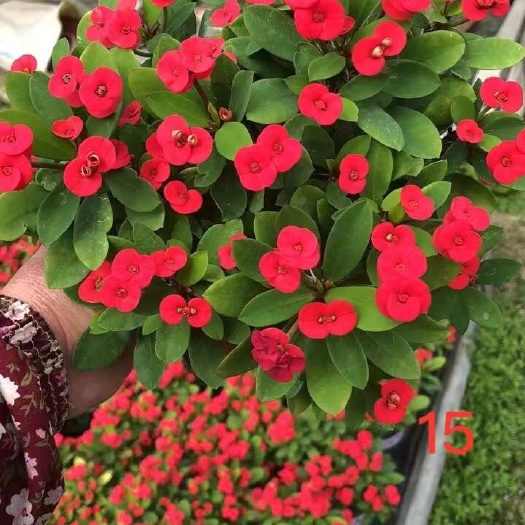 漳州虎刺梅