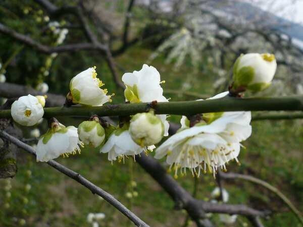 临沂绿色梅花