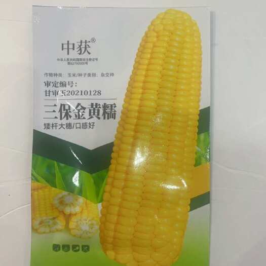 华容县三保黄金糯杂交黄糯玉米种子矮秆大穗口感好黄玉米种子40克包邮