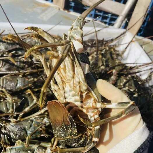 东山县深海小青龙新鲜活冷冻速冻大花龙酒店、餐饮、社区团购供应批发