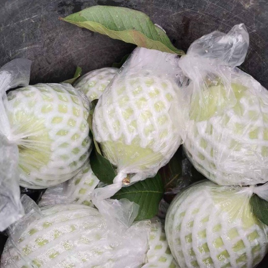 龙门县自种有基石榴
